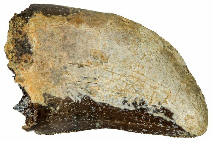 Serrated, Fossil Tyrannosaurus (Trex) Tooth - Wyoming #298465